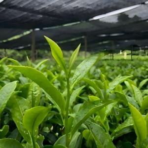 Fresh first-harvest shade-grown green tea leaves in Guizhou plantation, the raw material for top-tier matcha production.