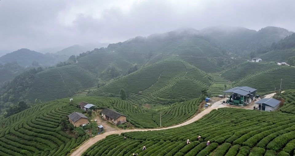 An aerial view of lush green tea gardens
