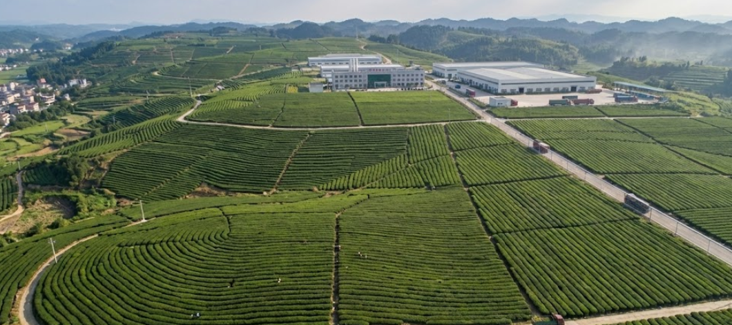 Large-scale modern matcha factory in Guizhou