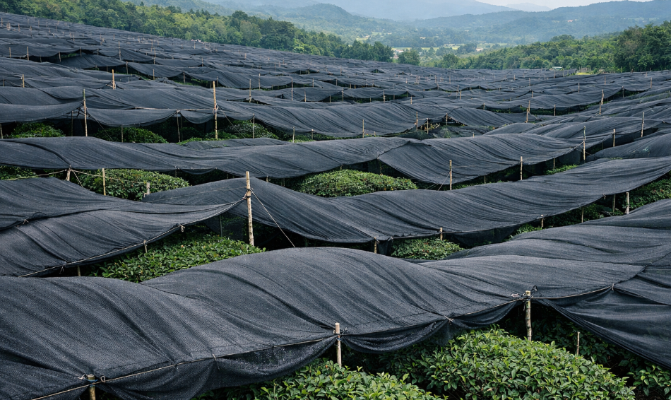 An aerial view of the MatchaSourcing.com tea gardens in Guizhou