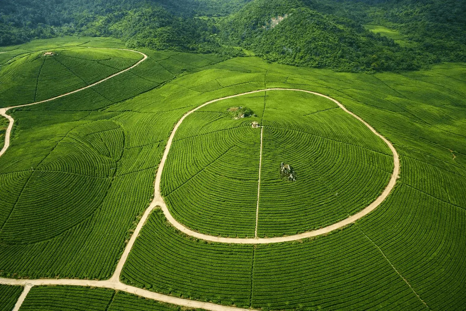 An aerial view of lush green tea gardens