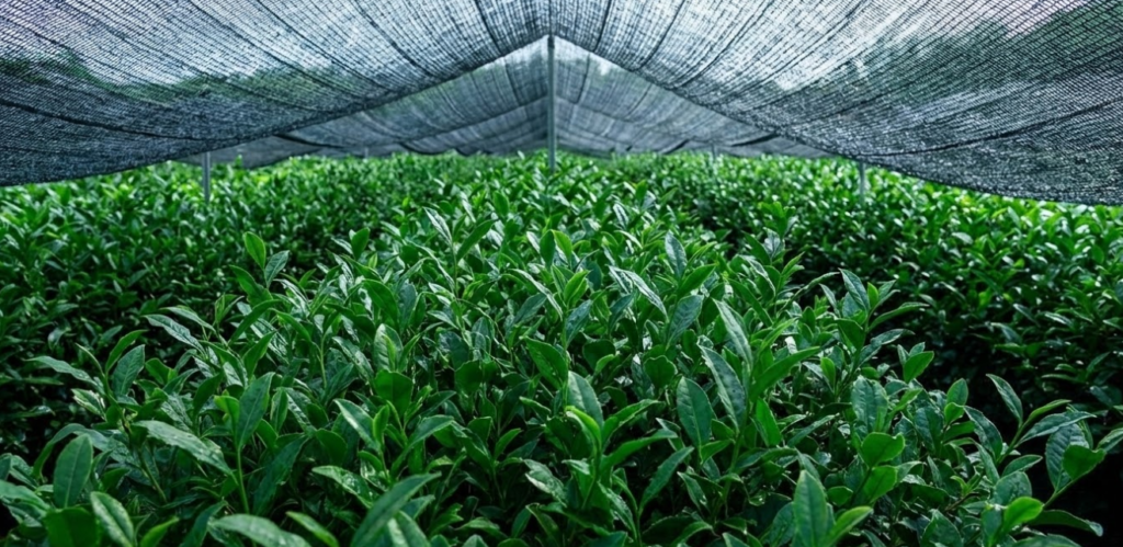 Does China have real matcha farms?