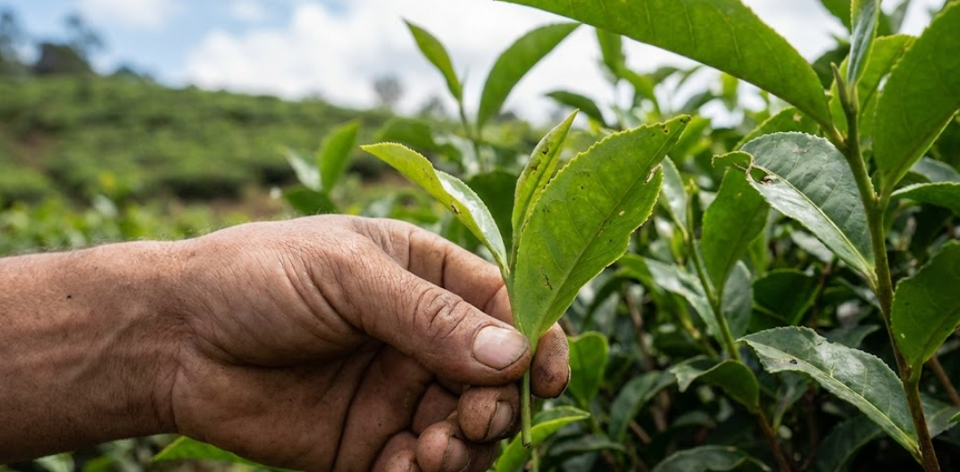 A young tea plant sapling in a nursery